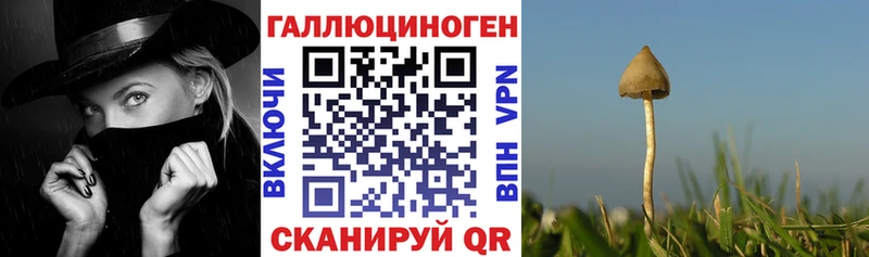 Галлюциногенные грибы Psilocybine cubensis  Новый Уренгой 